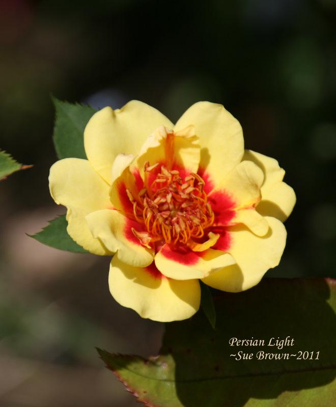Photo of Rose (Rosa 'Persian Light') uploaded by Calif_Sue