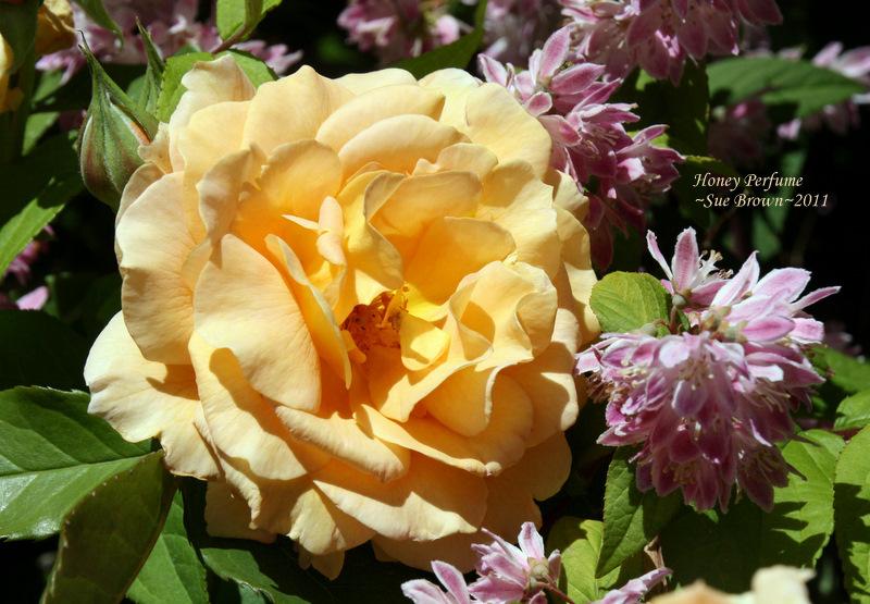 Photo of Rose (Rosa 'Honey Perfume') uploaded by Calif_Sue
