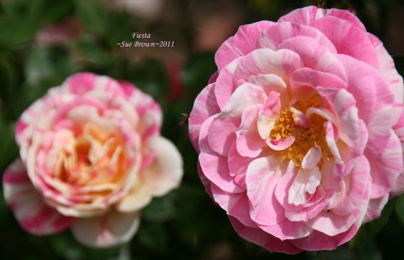 Photo of Rose (Rosa 'Fiesta') uploaded by Calif_Sue