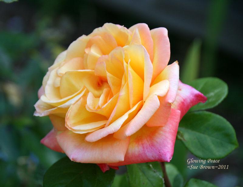 Photo of Rose (Rosa 'Glowing Peace') uploaded by Calif_Sue