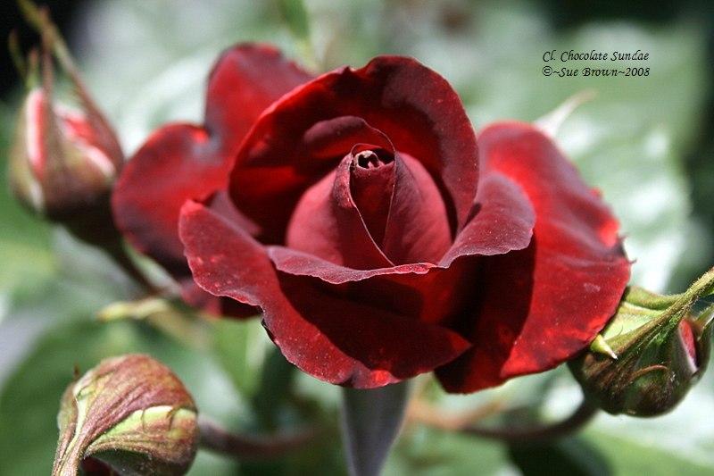 Photo of Rose (Rosa 'Chocolate Sundae') uploaded by Calif_Sue