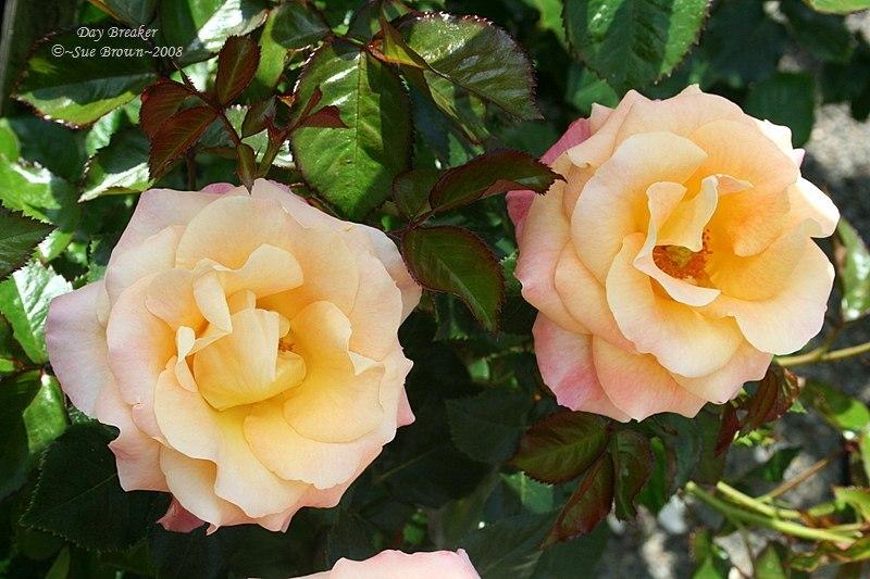 Photo of Rose (Rosa 'Day Breaker') uploaded by Calif_Sue