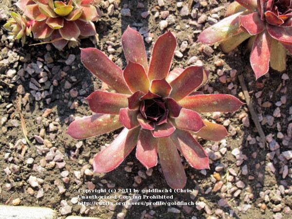 Photo of Hen and Chicks (Sempervivum 'Plumb Rose') uploaded by goldfinch4