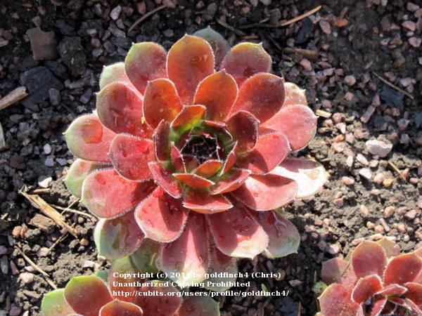 Photo of Hen and Chicks (Sempervivum 'Director Jacobs') uploaded by goldfinch4