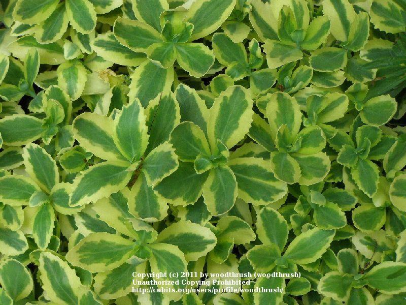 Photo of Sedum (Hylotelephium spectabile Autumn Charm™) uploaded by woodthrush