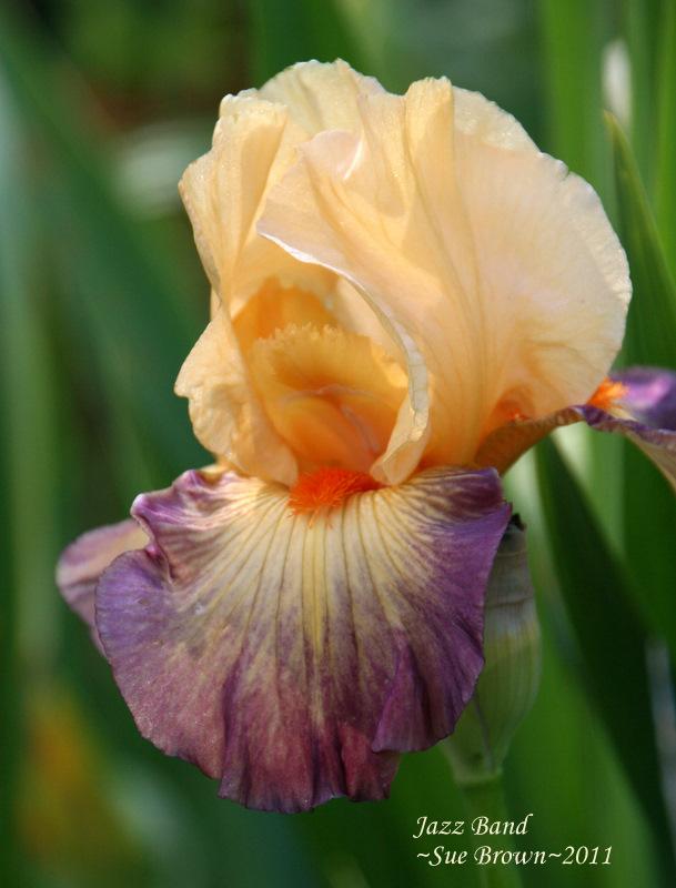 Photo of Tall Bearded Iris (Iris 'Jazz Band') uploaded by Calif_Sue