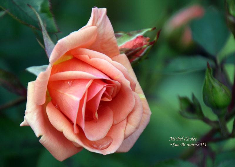 Photo of Rose (Rosa 'Michel Cholet') uploaded by Calif_Sue