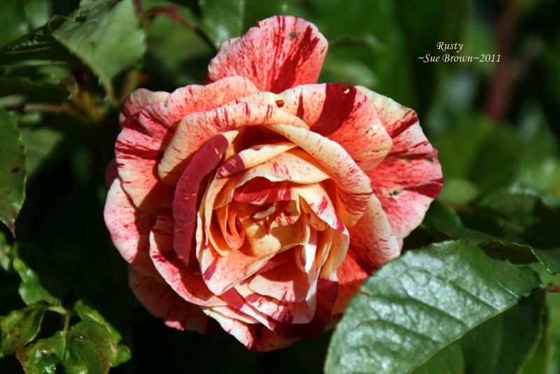 Photo of Rose (Rosa 'Rusty') uploaded by Calif_Sue