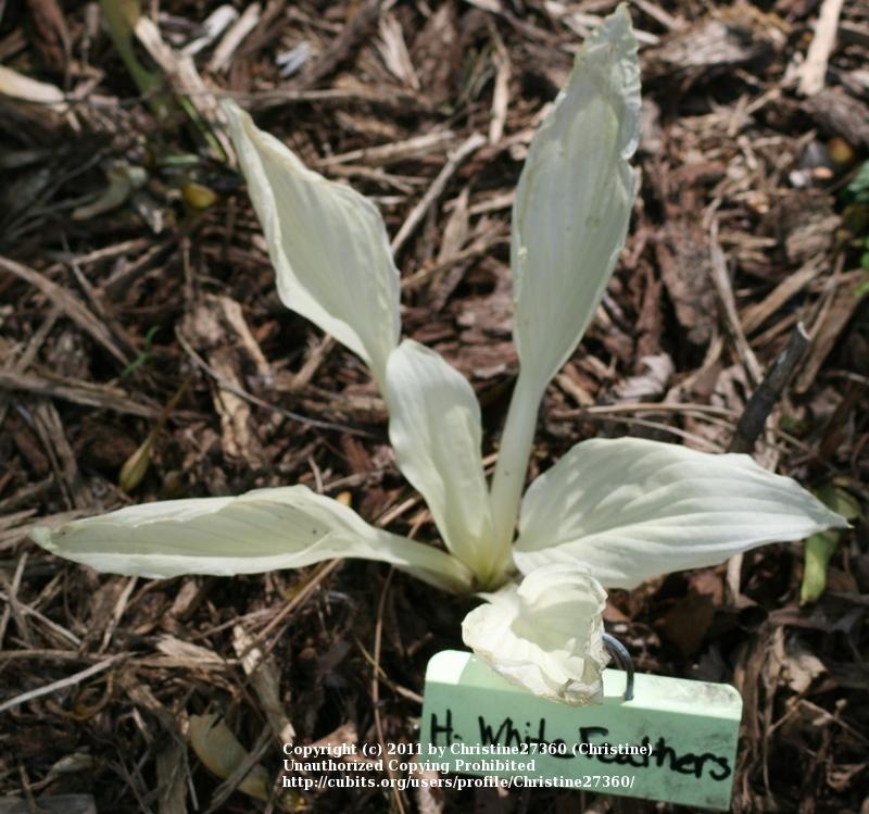 Photo of Hosta 'White Feather' uploaded by Christine27360