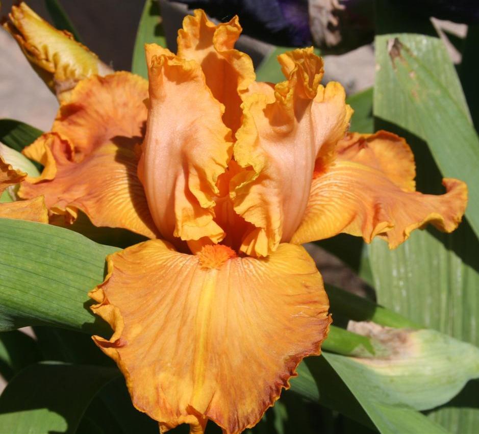 Photo of Tall Bearded Iris (Iris 'Twilight of the Gods') uploaded by KentPfeiffer