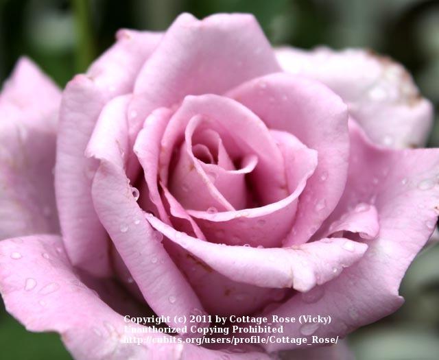 Photo of Rose (Rosa 'Koelner Karneval') uploaded by Cottage_Rose