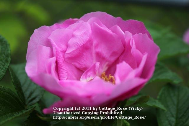 Photo of Rose (Rosa 'Buffalo Gal') uploaded by Cottage_Rose