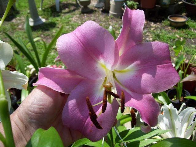 Photo of Lily (Lilium 'Robina') uploaded by Debbie