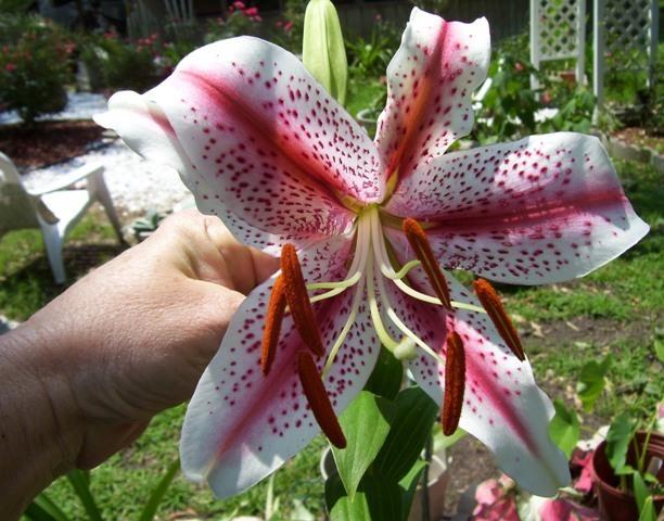 Photo of Oriental Lily (Lilium 'Dizzy') uploaded by Debbie