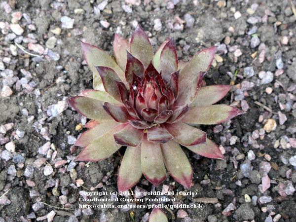Photo of Hen and Chicks (Sempervivum 'Amanda') uploaded by goldfinch4