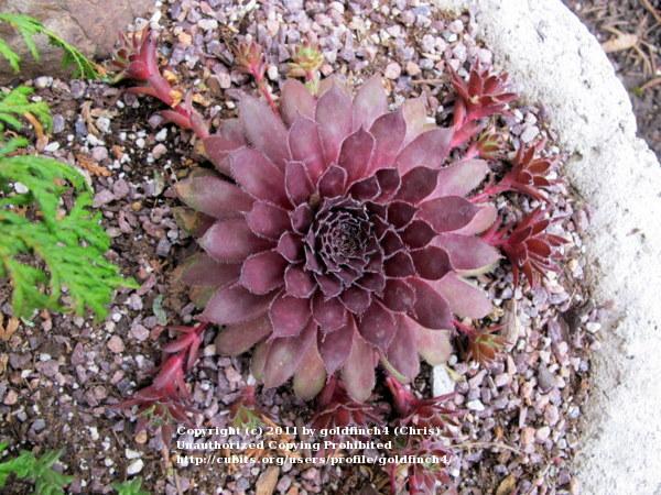 Photo of Hen and Chicks (Sempervivum 'Pacific Mayfair Imp') uploaded by goldfinch4