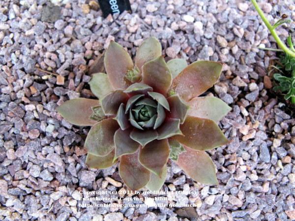 Photo of Hen and Chicks (Sempervivum 'Rose Queen') uploaded by goldfinch4