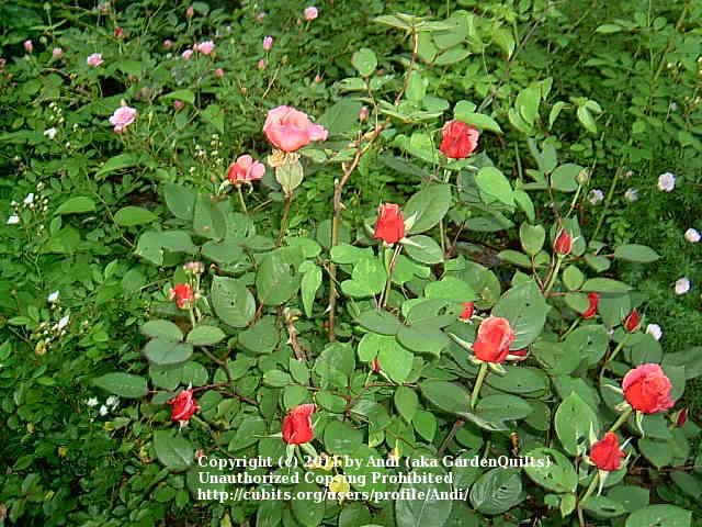 Photo of Rose (Rosa 'Honeysweet') uploaded by Andi