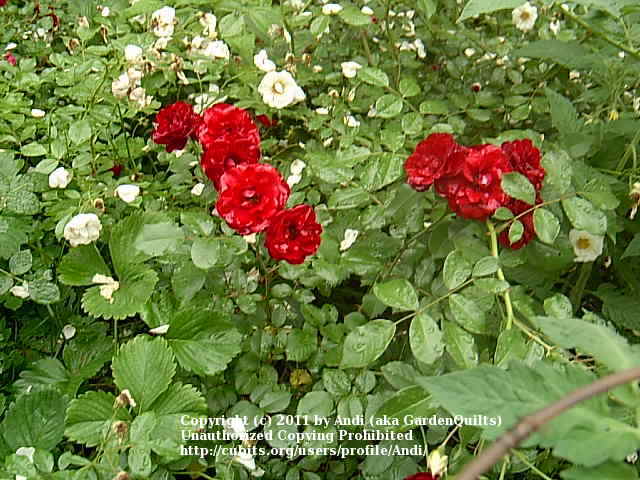 Photo of Rose (Rosa 'Lavaglut') uploaded by Andi