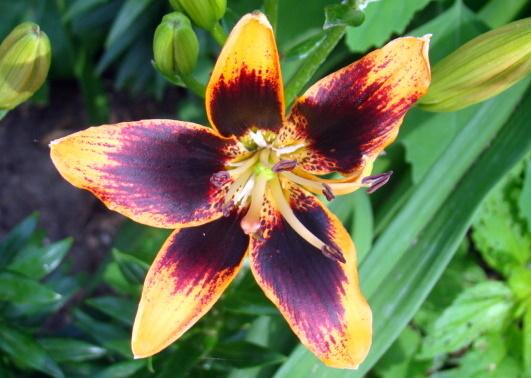 Photo of Lily (Lilium 'Starlette') uploaded by stilldew