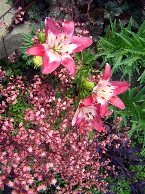 Photo of Lily (Lilium 'Lollypop') uploaded by stilldew