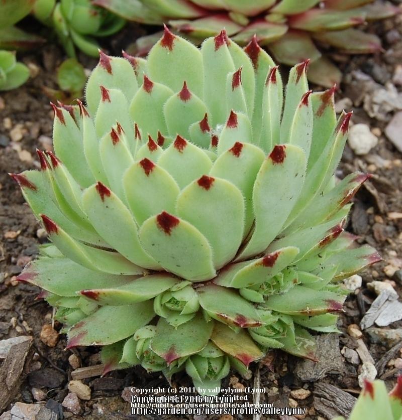 Photo of Hen and Chicks (Sempervivum calcareum 'Pink Pearl') uploaded by valleylynn