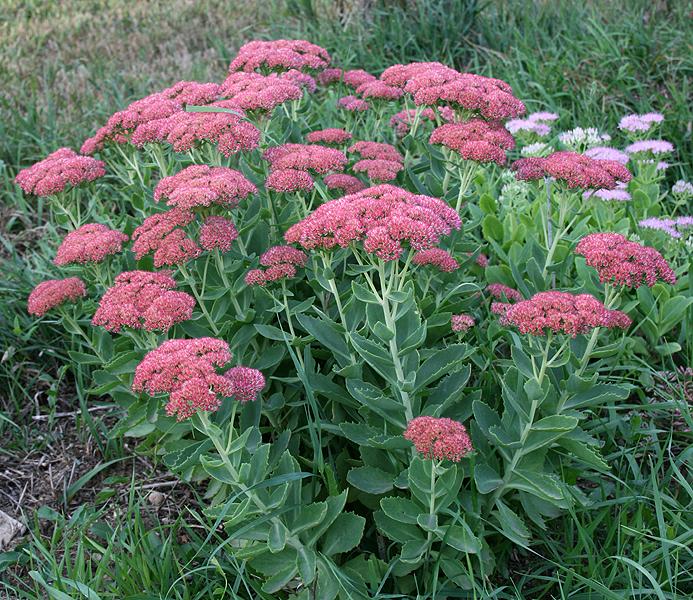 Photo of Stonecrop (Hylotelephium spectabile 'Autumn Fire') uploaded by tabby
