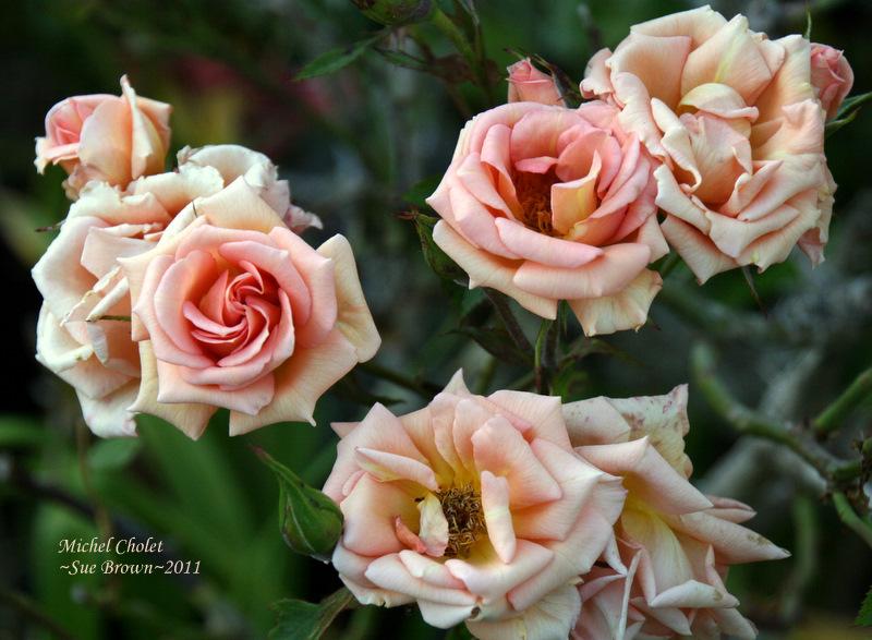 Photo of Rose (Rosa 'Michel Cholet') uploaded by Calif_Sue