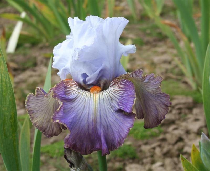 Photo of Tall Bearded Iris (Iris 'Arthouse') uploaded by KentPfeiffer