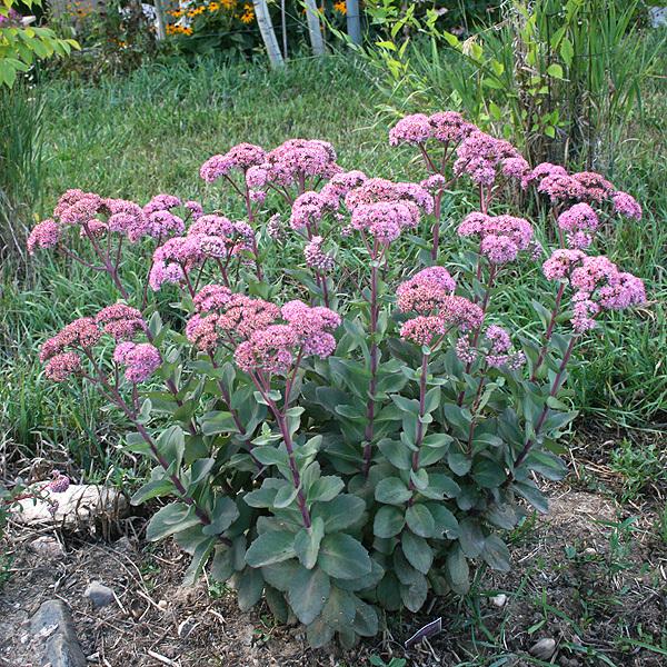 Photo of Stonecrop (Hylotelephium Rock 'N Grow® Maestro) uploaded by tabby