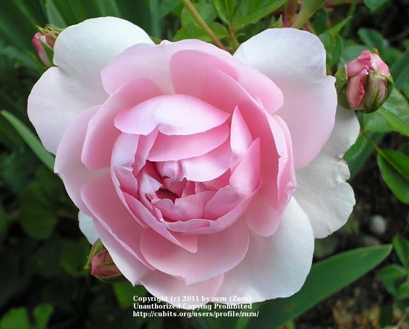 Photo of Rose (Rosa 'Wildeve') uploaded by zuzu
