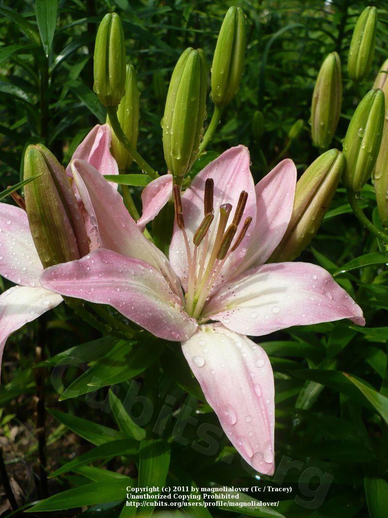 Photo of Lily (Lilium 'Tiny Todd') uploaded by magnolialover
