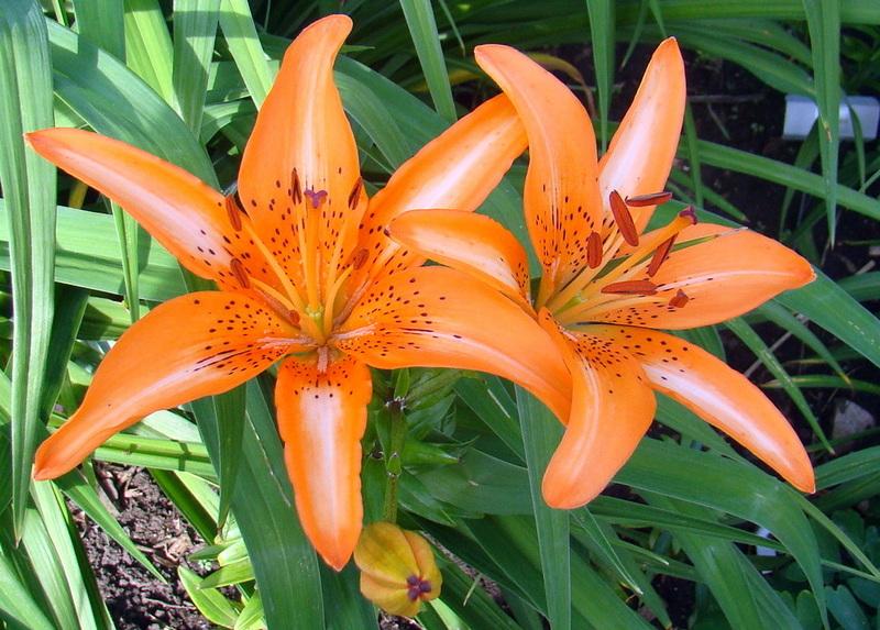 Photo of Lily (Lilium 'Starburst') uploaded by stilldew