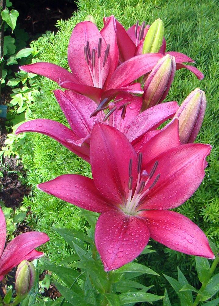 Photo of Lily (Lilium 'Fangio') uploaded by stilldew