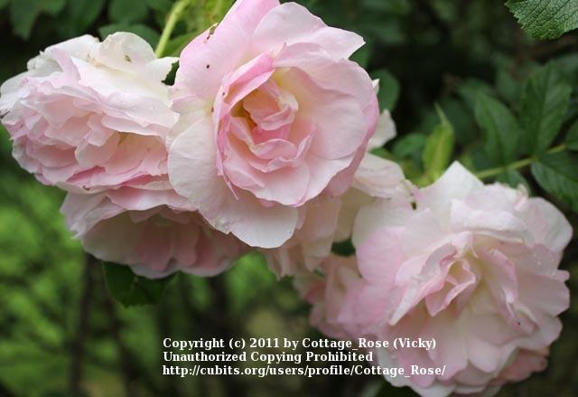 Photo of Rose (Rosa 'Polareis') uploaded by Cottage_Rose