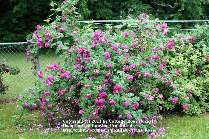 Photo of Rose (Rosa 'Russelliana') uploaded by Cottage_Rose