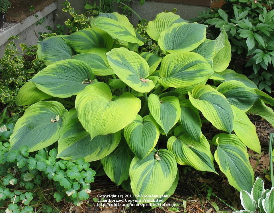 Photo of Hosta 'Jewel of the Nile' uploaded by ViolaAnn