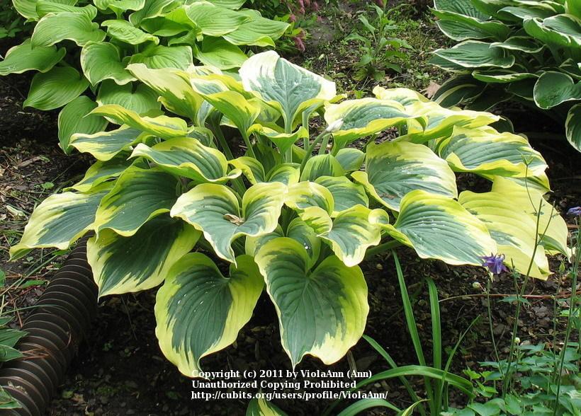 Photo of Hosta 'Liberty' uploaded by ViolaAnn
