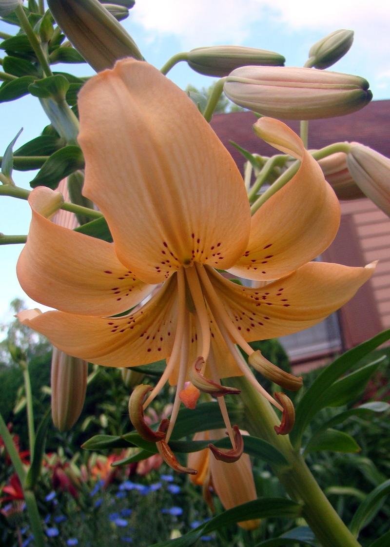 Photo of Lily (Lilium 'Pendant Peach') uploaded by stilldew
