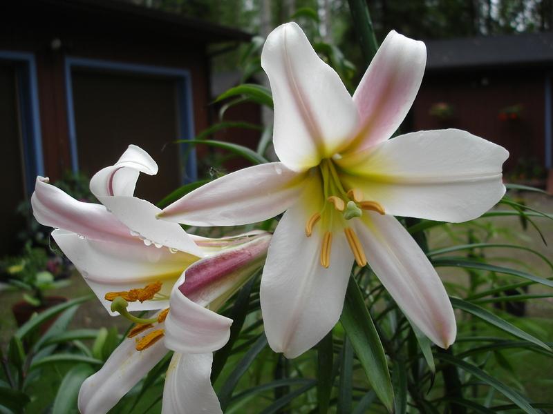 Photo of Regal Lily (Lilium regale) uploaded by chocolatemoose