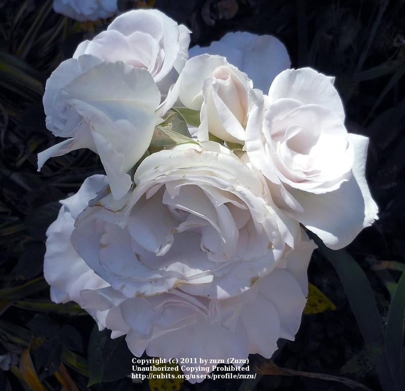 Photo of Rose (Rosa 'World War II Memorial Rose') uploaded by zuzu