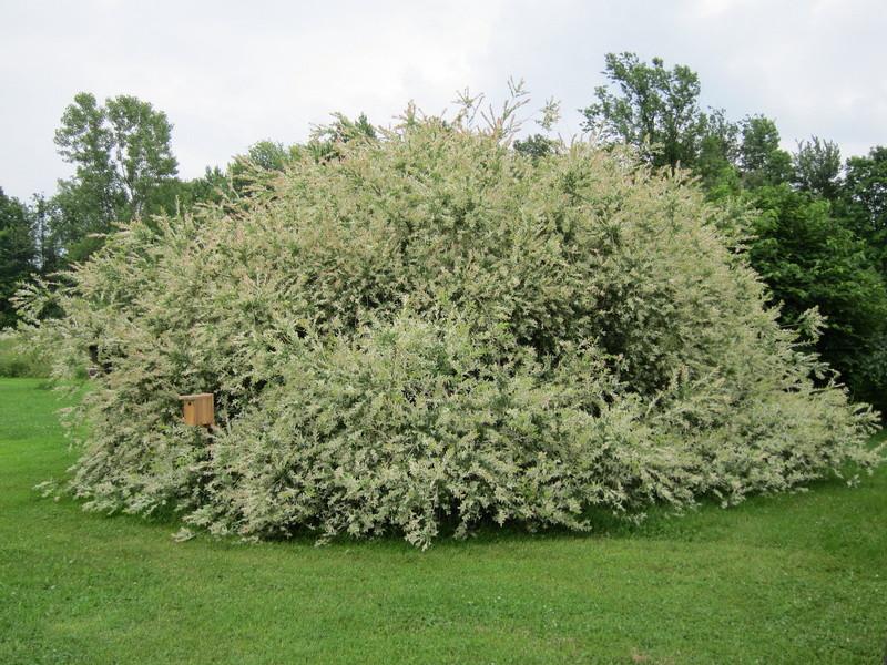 Photo of Dappled Willow (Salix integra 'Hakuro-nishiki') uploaded by PollyK