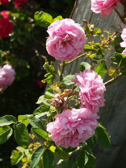 Photo of Rose (Rosa 'Centifolia Muscosa') uploaded by Kathleen