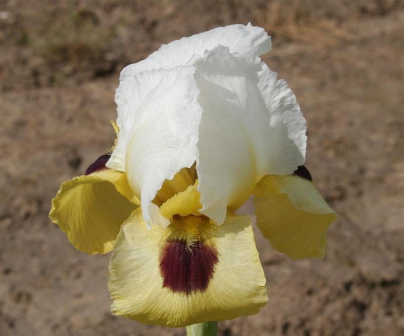 Photo of Arilbred Iris (Iris 'Domingo') uploaded by KentPfeiffer