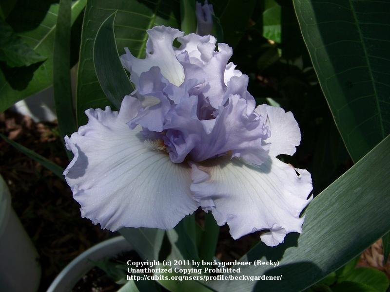 Photo of Tall Bearded Iris (Iris 'Fogbound') uploaded by beckygardener