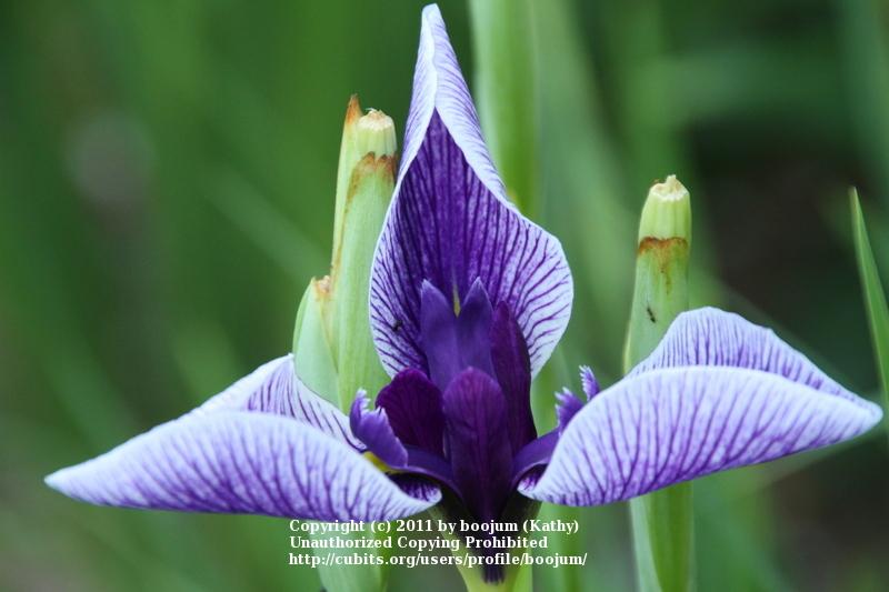 Photo of Japanese Iris (Iris ensata 'Dewa Banri') uploaded by boojum
