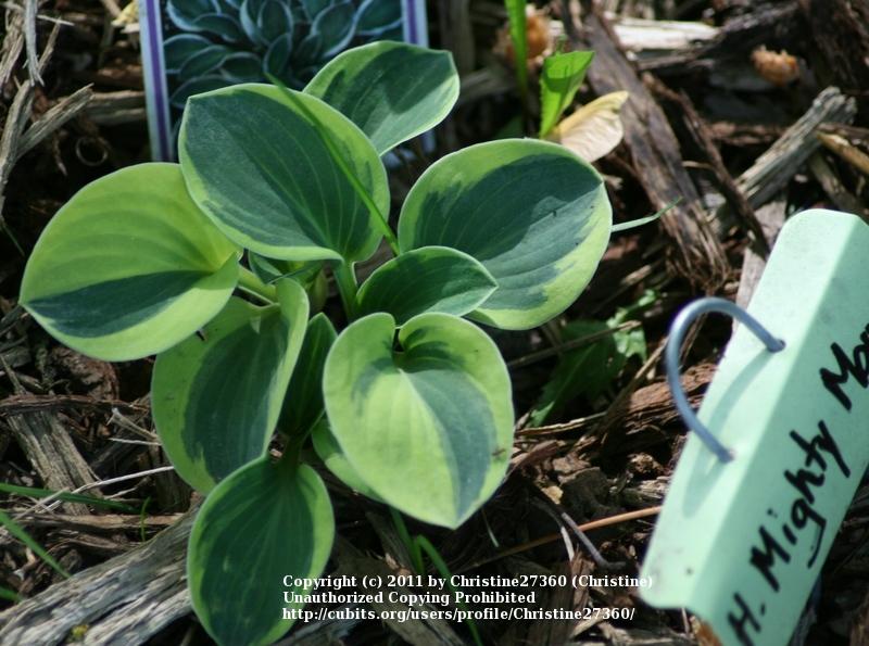 Photo of Hosta 'Mighty Mouse' uploaded by Christine27360