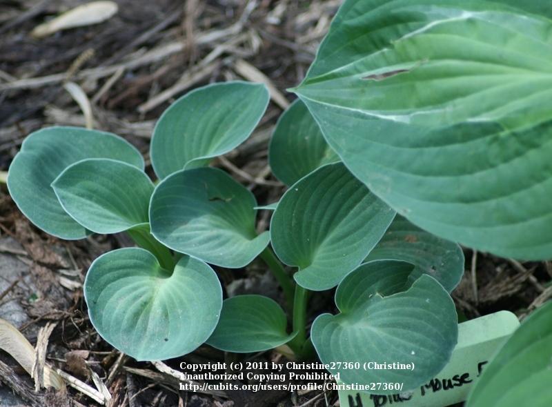 Photo of Hosta 'Blue Mouse Ears' uploaded by Christine27360