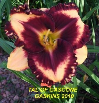 Photo of Daylily (Hemerocallis 'Tal of Gascone') uploaded by spunky1
