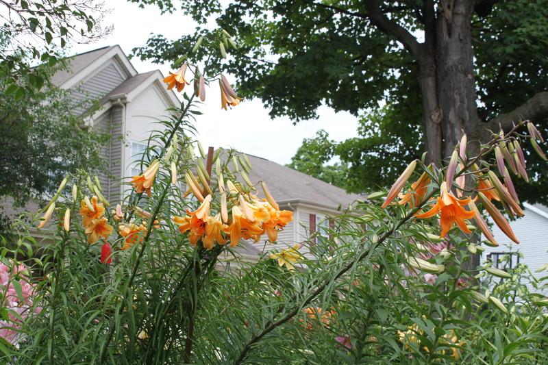 Photo of Lily (Lilium African Queen) uploaded by sgardener